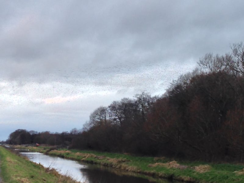 Shapwick Heath Bird-Watching Walk
