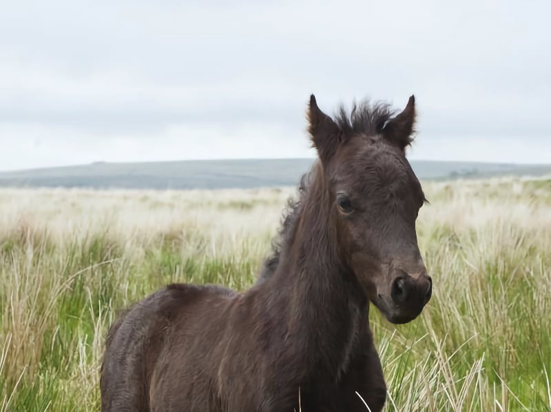 © Anna Ventura from Pixabay