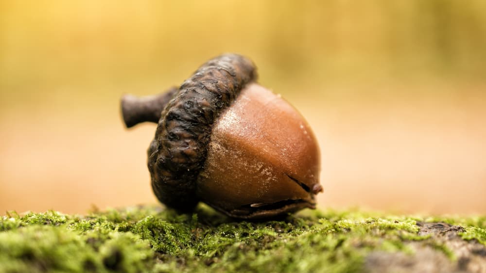 Treewilding Pic 1 Treewilding