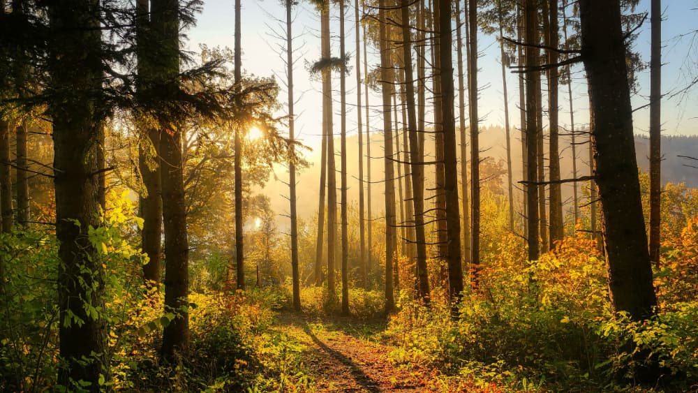 Treewilding Pic 2 Treewilding