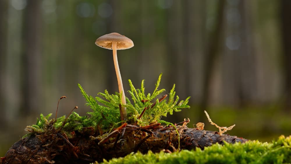 Treewilding Pic 3 Treewilding