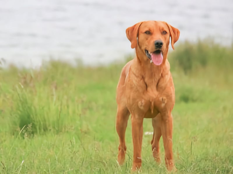 annalie-rutland-walk