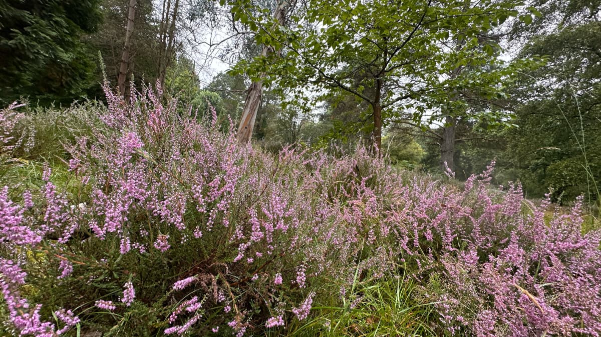 Blackwater Arboretum