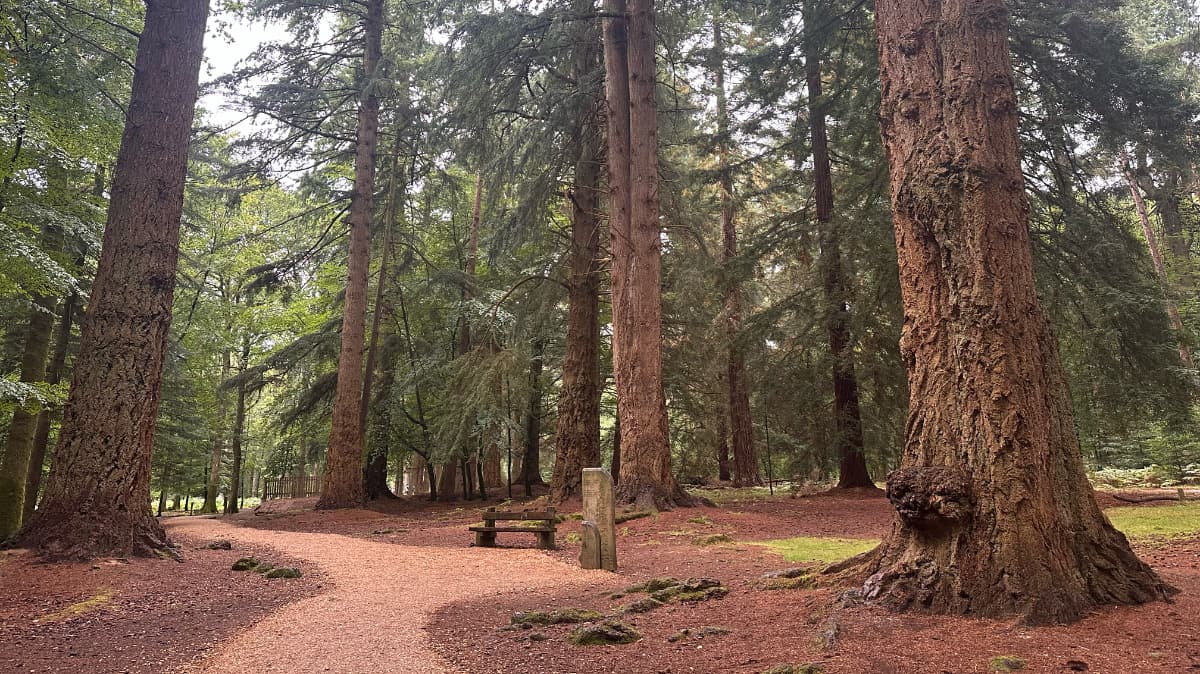 Rhinefield Ornamental Drive