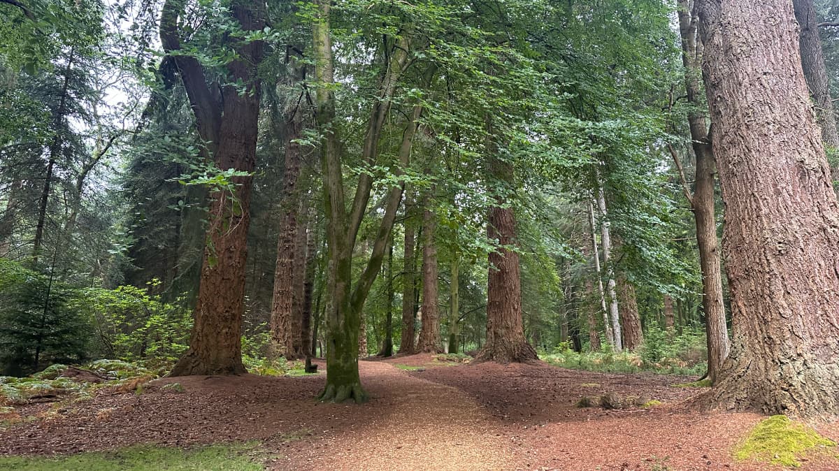 Rhinefield Ornamental Drive