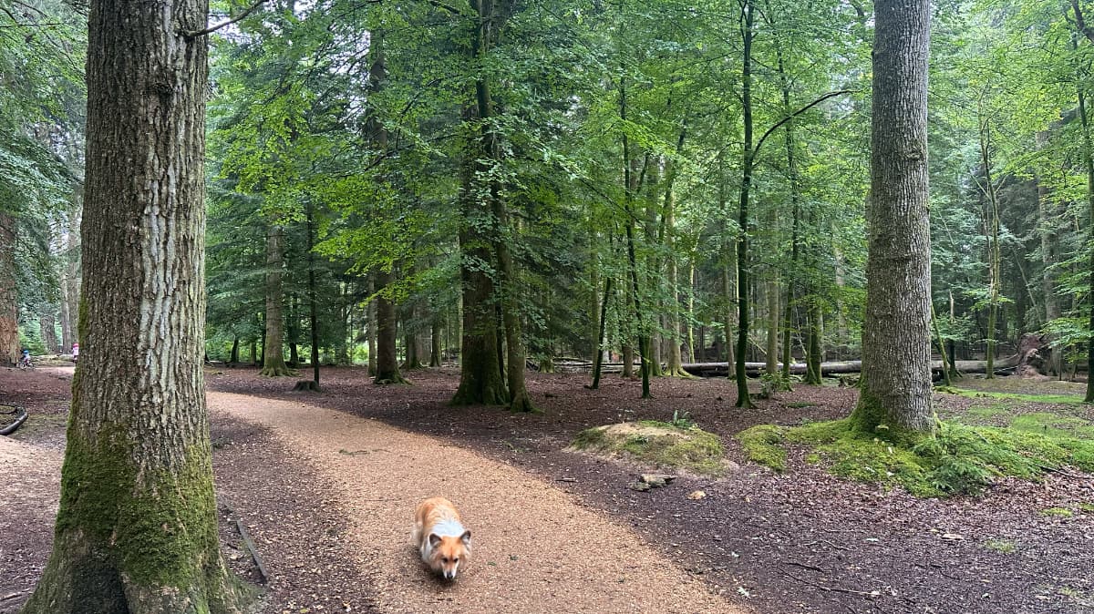 Rhinefield Ornamental Drive