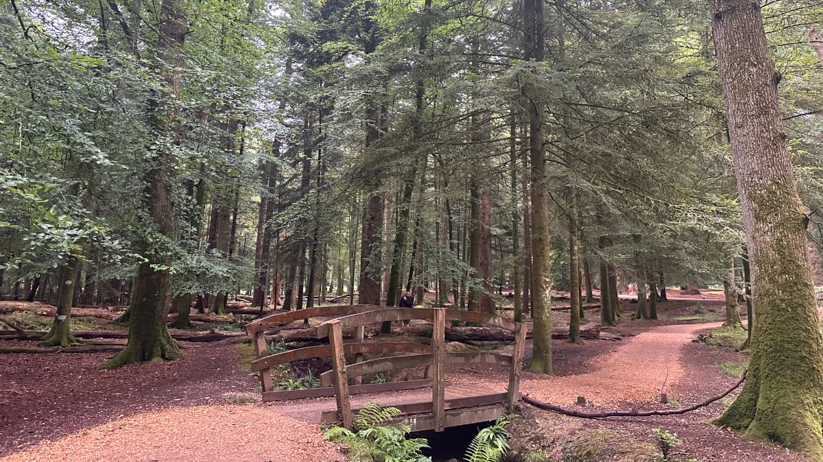 Rhinefield Ornamental Drive