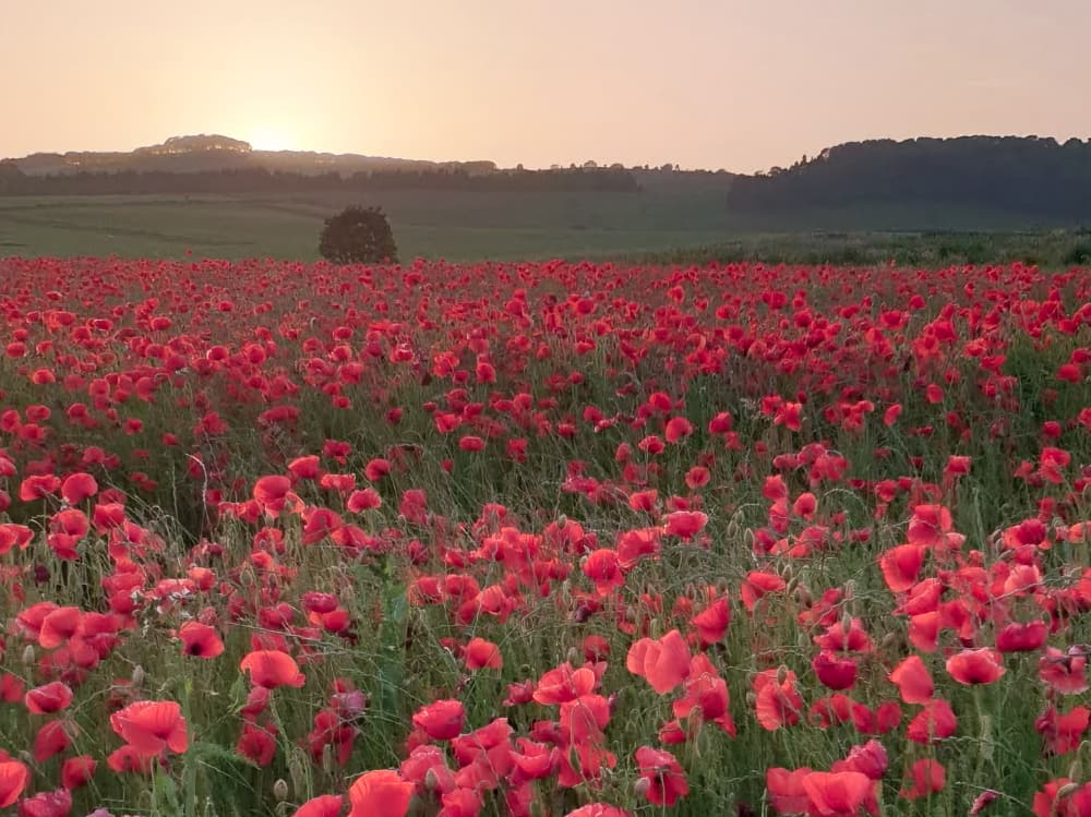 The Secret Poppy Field feature The Secret Poppy Field