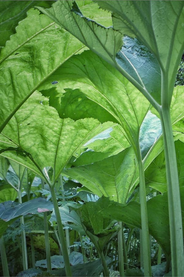 Under the Gunnera-70