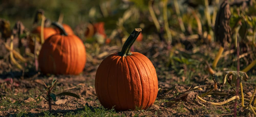 All treats no tricks Pic 1 All treats no tricks