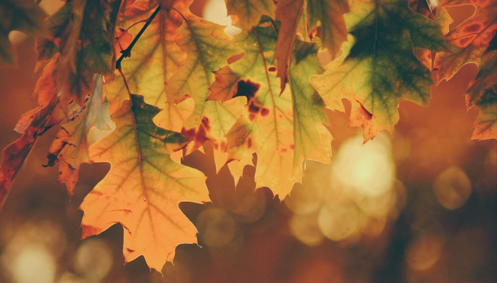 Autumnal adventures Pic 1 Autumnal adventures