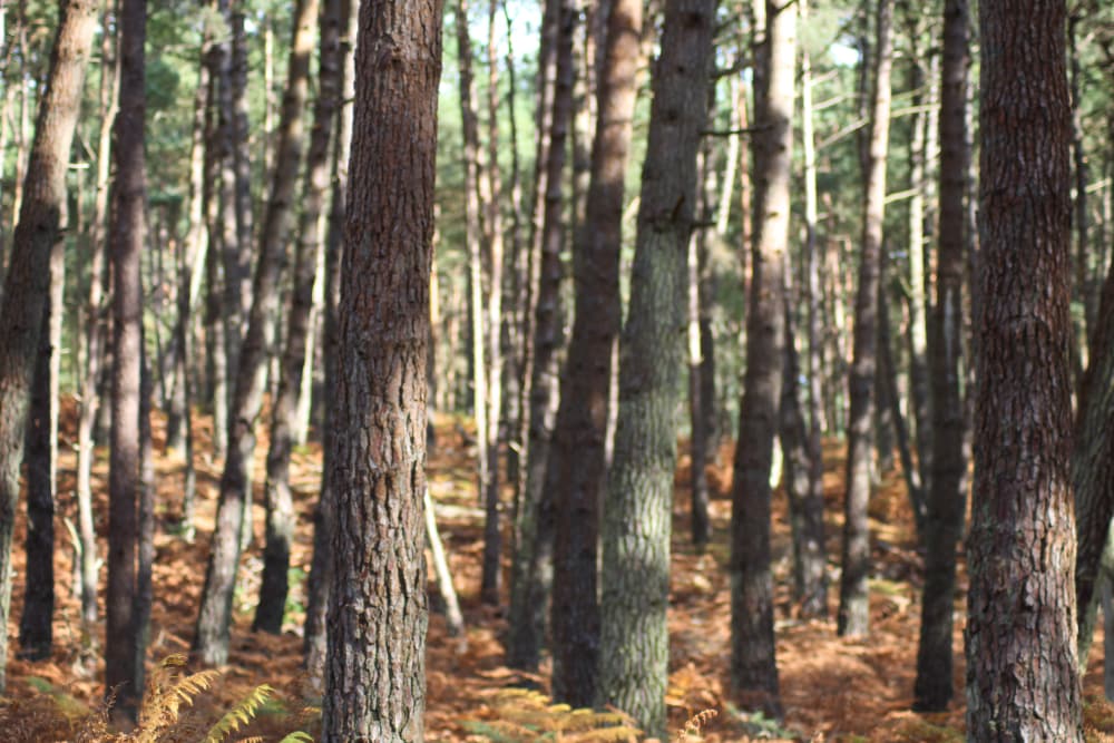 Going Places Pic 1 Forest Time