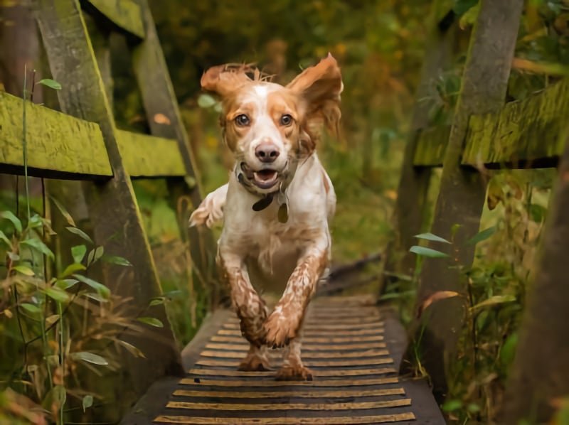 Going Places Pic 6 Forest Time