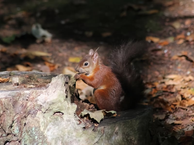 Here comes the sun Pic 2 Here comes the sun