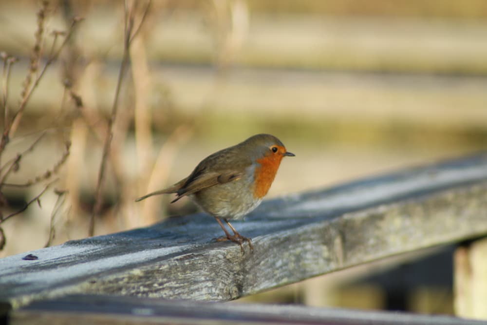 Merry Christmas Pic 1 Merry Christmas