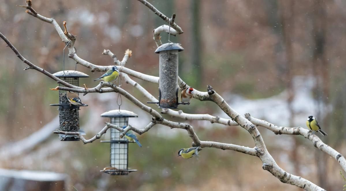 The Winter Solstice Pic 3 The Winter Solstice