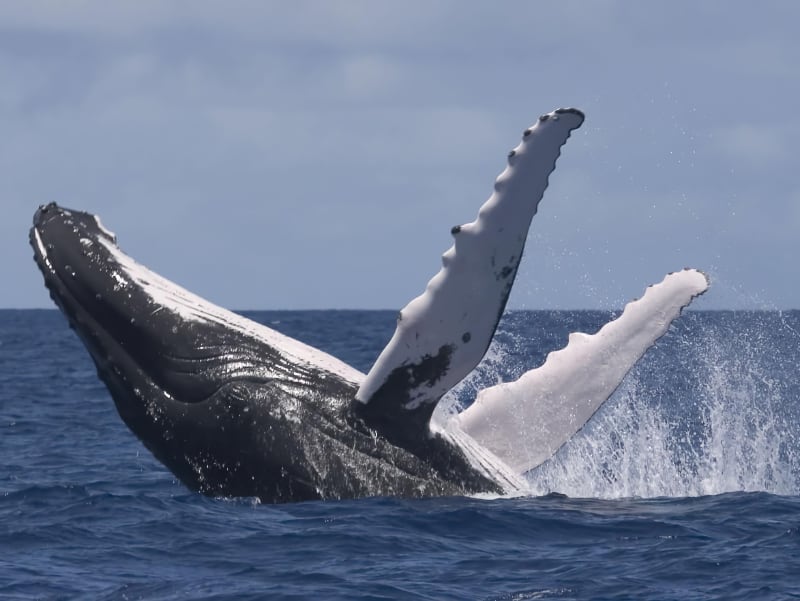 A whale breaks the ocean in the Antarctic.