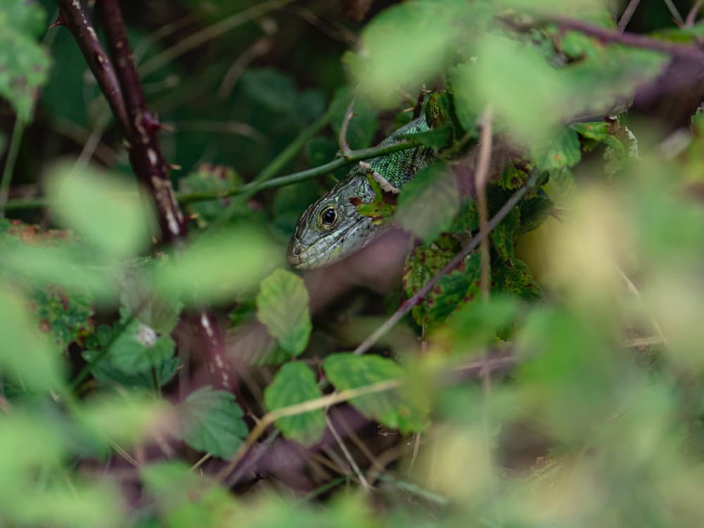 Wild Finca Pic 11 Wild Finca