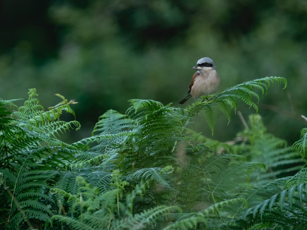 Wild Finca Pic 8 Wild Finca