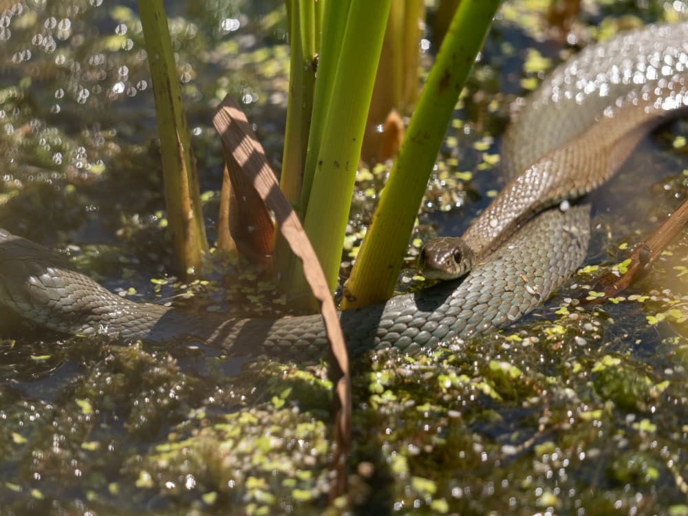 Wild Finca Pic 9 Wild Finca