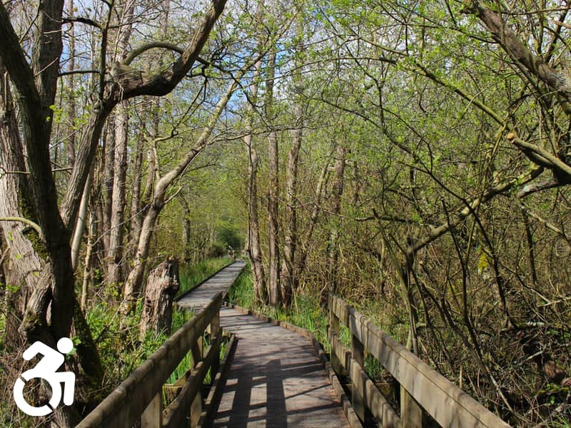 Barton Broad boardwalk