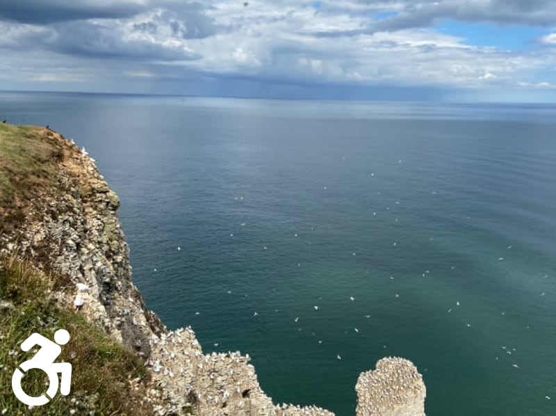Bempton Cliffs