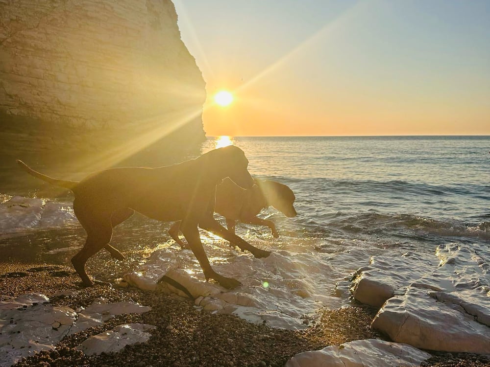 Dogs walking Dog playing on the South Coast at dawn.