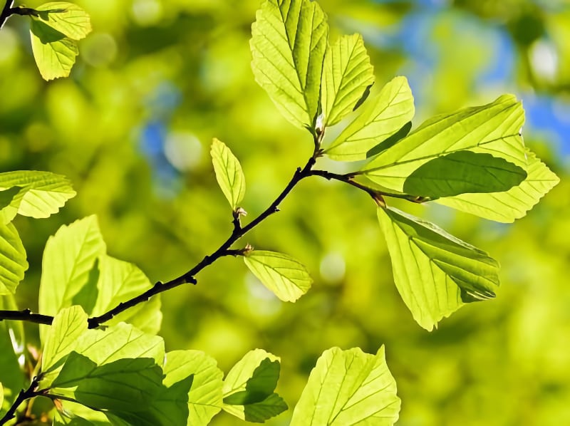 Couleur-from-Pixabay