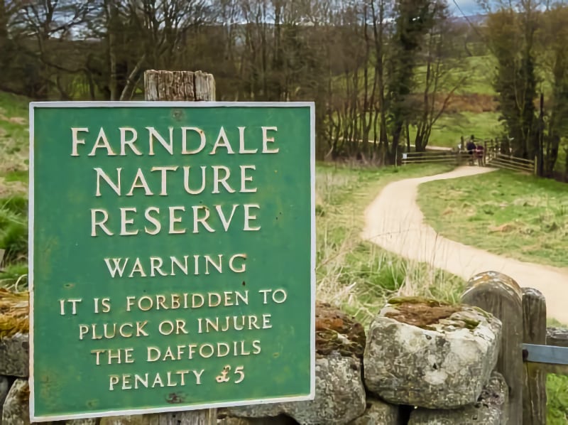 Farndale Daffodil Walk
