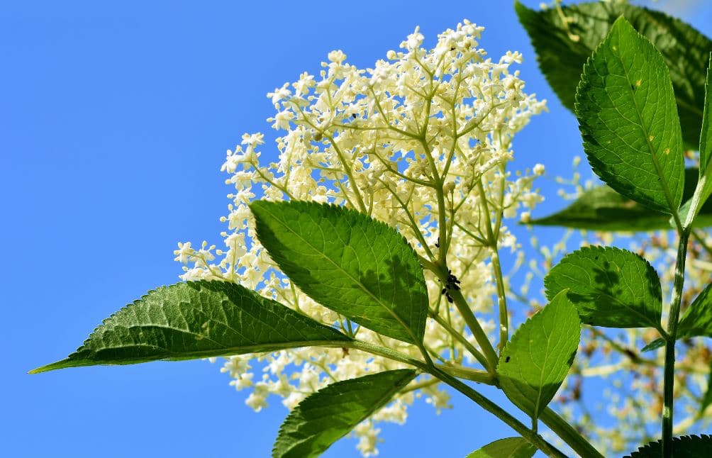 Foraging Elderflower Pic 1 Foraging Elderflower