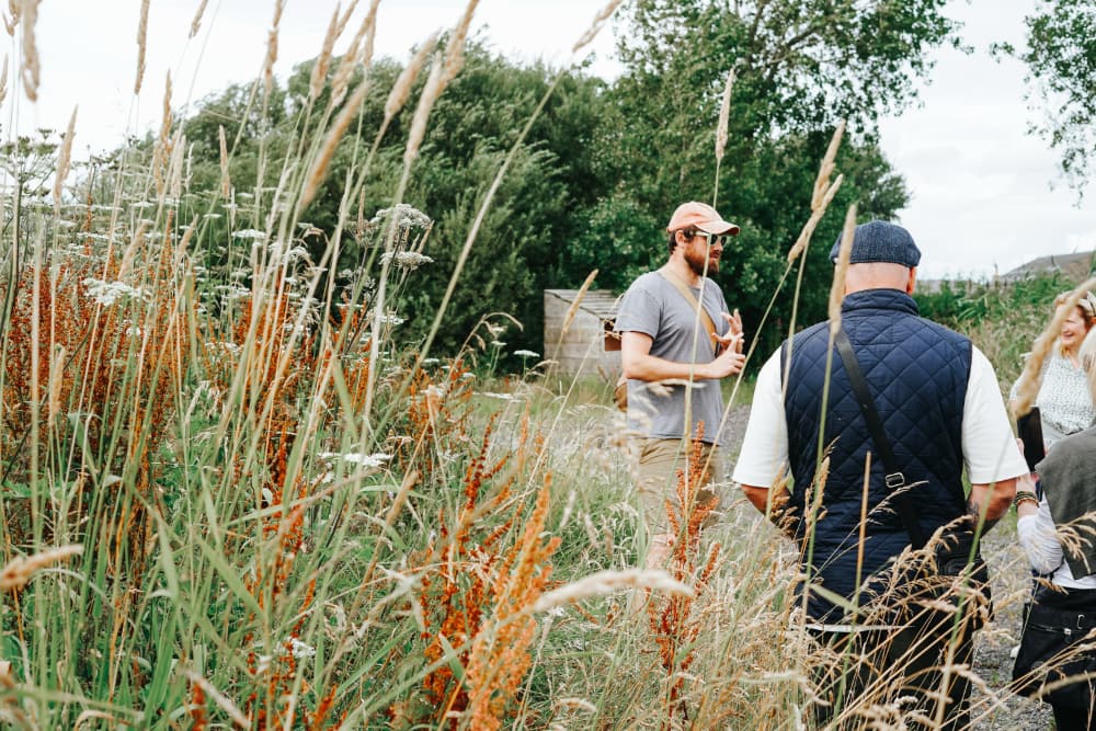 Foraging Elderflower Pic 2 Foraging Elderflower