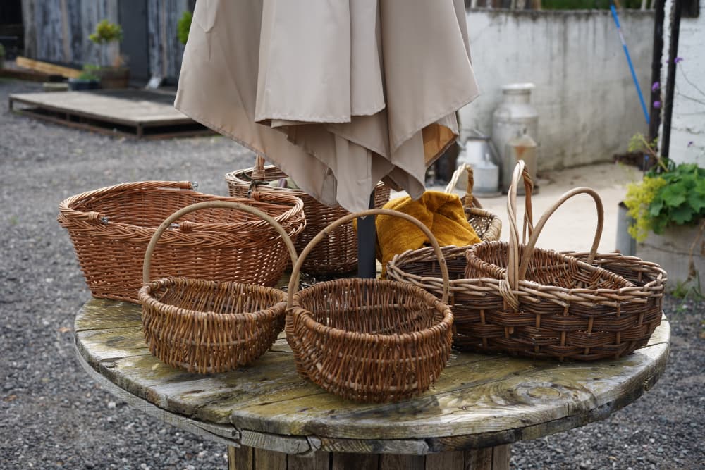 Foraging Elderflower Pic 3 Foraging Elderflower