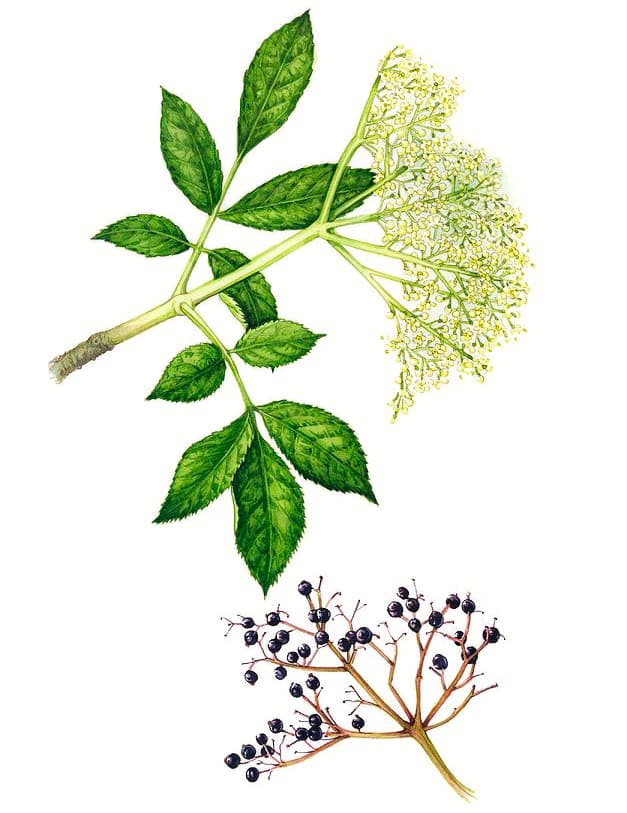 Foraging Elderflower Pic 4 Foraging Elderflower