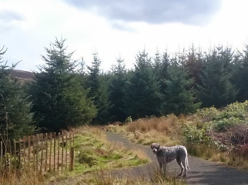 Julie Falklands Fife