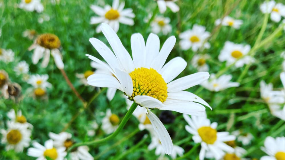 Ox Eye Daisy Focaccia Pic 1 Ox Eye Daisy Focaccia