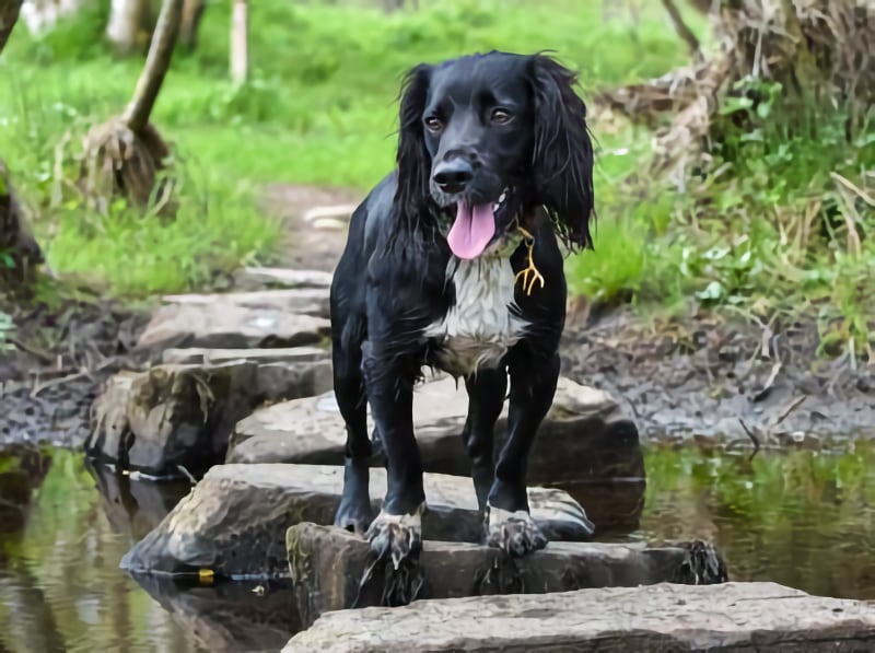 Scottish Highland Walk