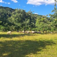 Hereford to Fownhope