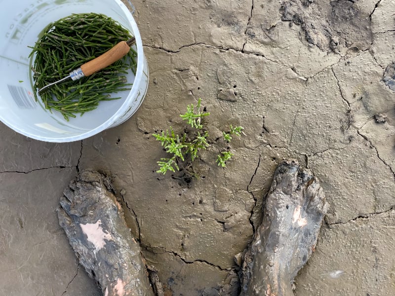 Foraging August 2025