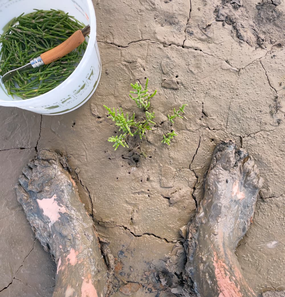 Foraging August 2025 Pic 1 Foraging August 2025