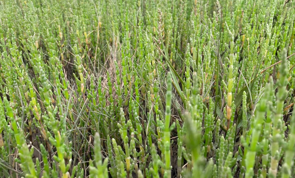 Foraging August 2025 Pic 3 Foraging August 2025