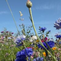 Lee Bay and Woolacombe loop