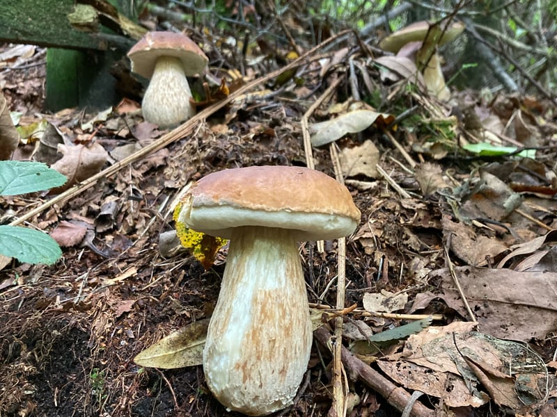 Wild Mushroom Foraging Porcinno 2 Wild Mushroom Foraging