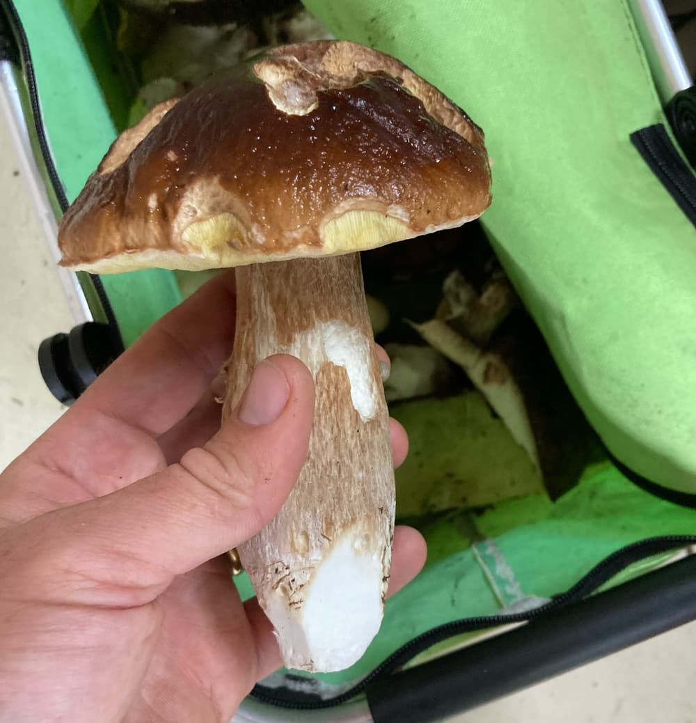 Wild Mushroom Foraging Porcinno 3 Wild Mushroom Foraging