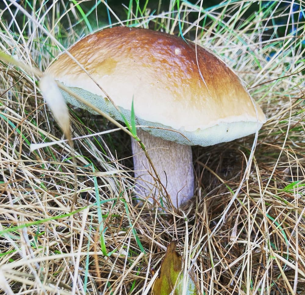 Wild Mushroom Foraging Porcinno 5 Wild Mushroom Foraging