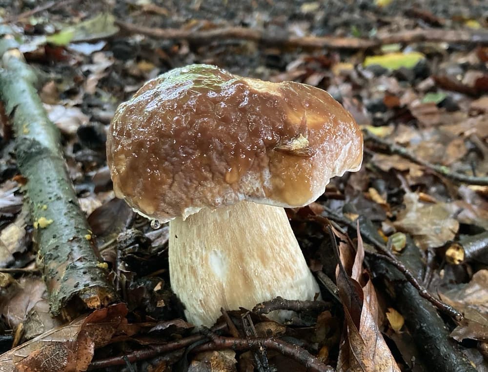 Wild Mushroom Foraging Porcinno 6