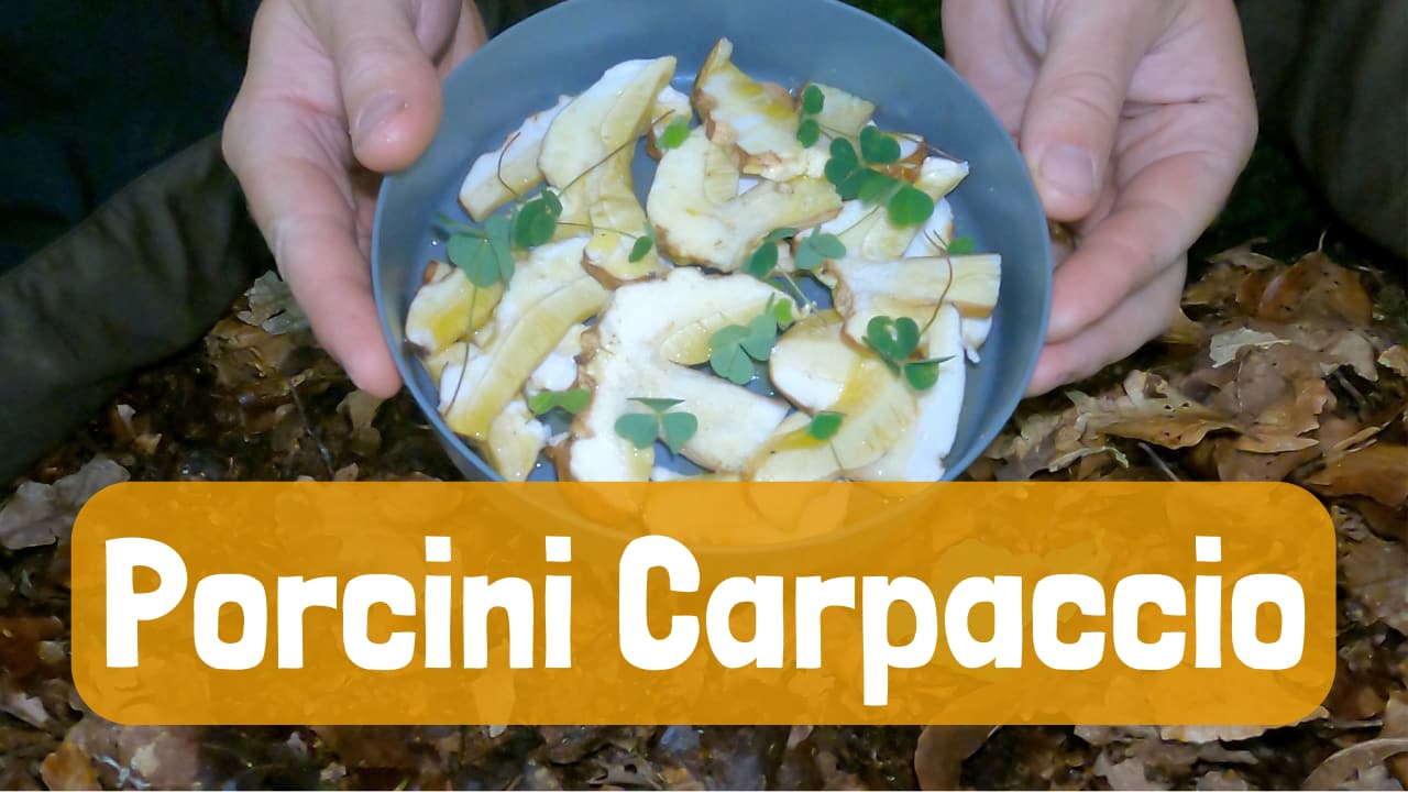 Wild Mushroom Foraging Porcinno Wild Mushroom Foraging