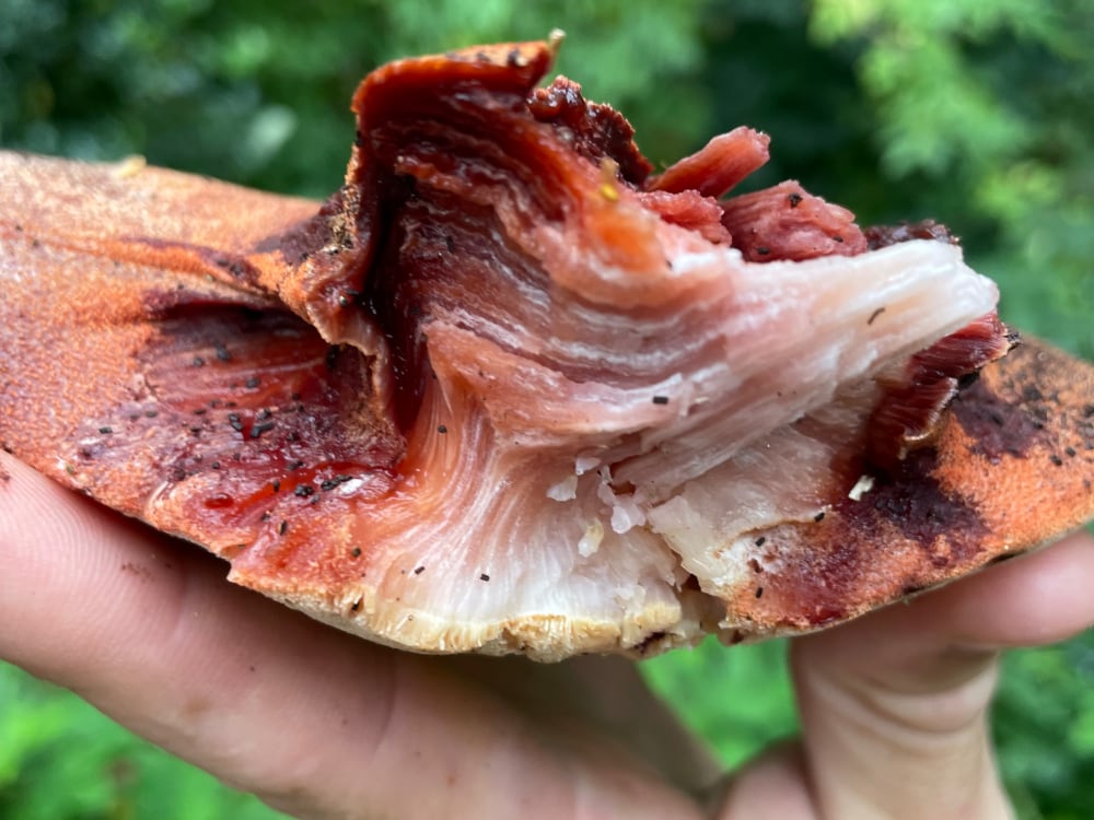 Beefsteak Fungus