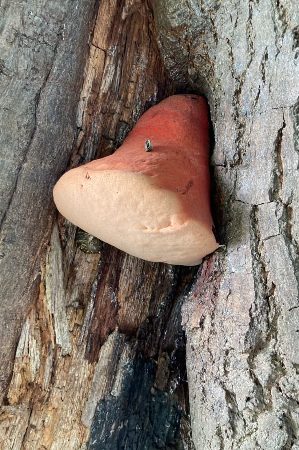 Beefsteak Fungus