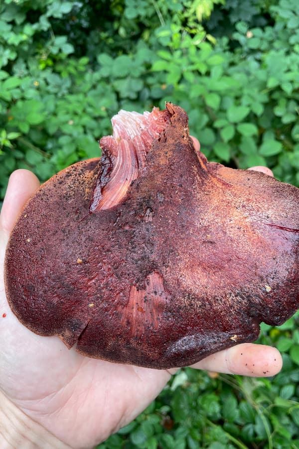 Beefsteak Fungus