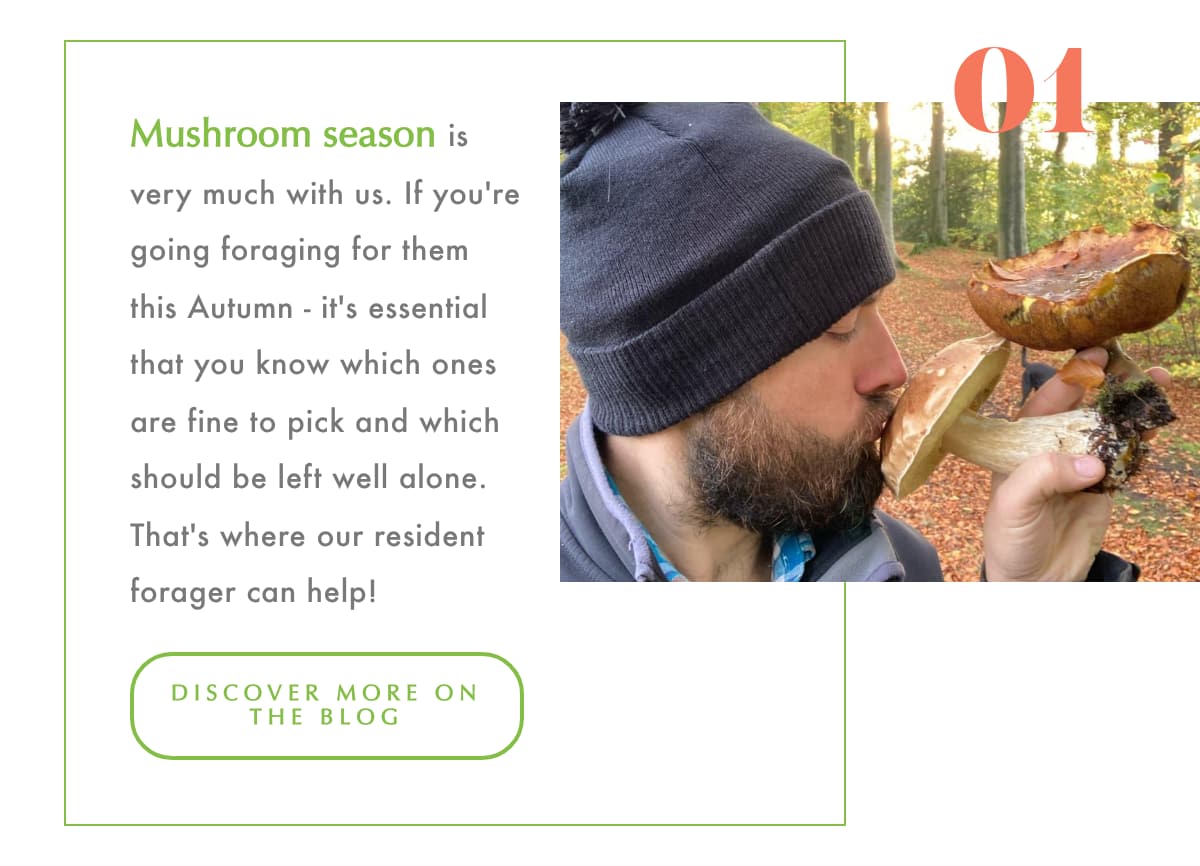 Riverside walks 1 Mushroom Foraging